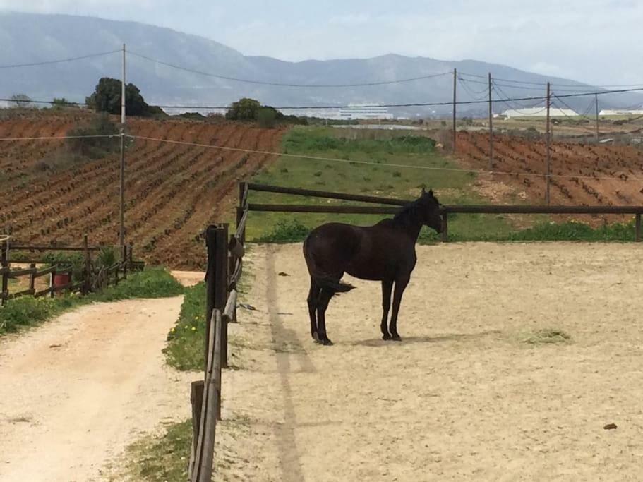 Country Rooms Near Athens - Airport ヴラヴローナ エクステリア 写真